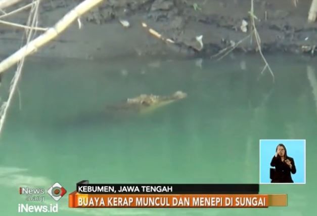 Buaya Muncul di Sungai, Petugas dan Warga Pasang Perangkap