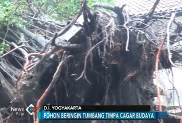 Pohon Beringin Berusia Ratusan Tahun Timpa Cagar Budaya