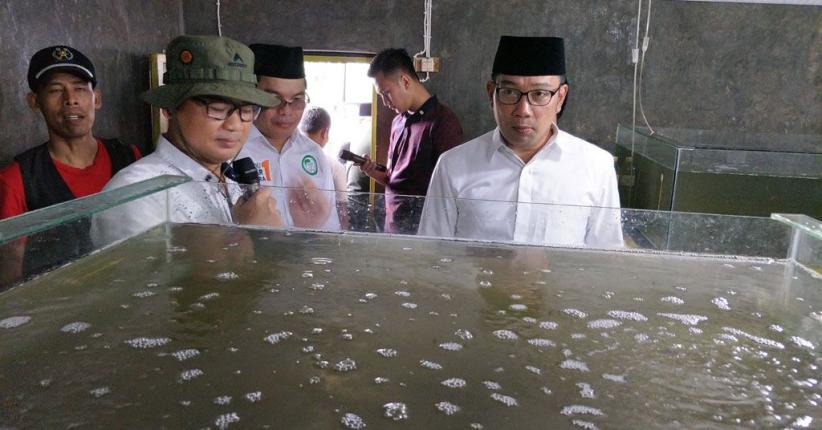 Ridwan Kamil Janji Bakal Bawa Usaha Bibit Ikan di Bogor Mendunia