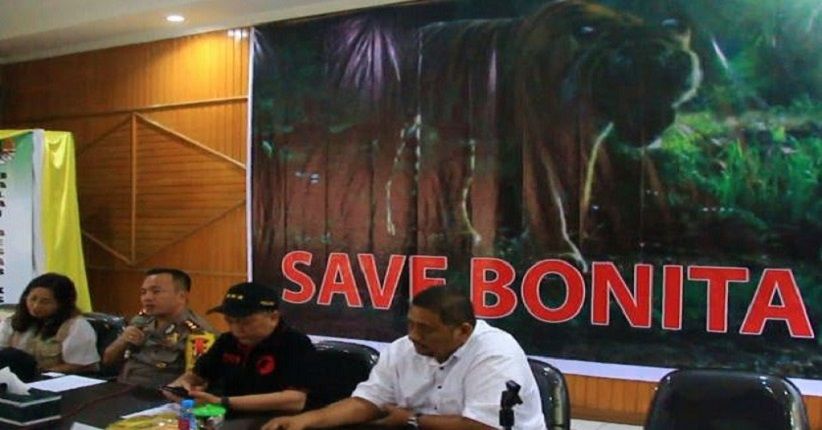 Konflik Manusia dan Harimau, Tanggung Jawab Siapa?