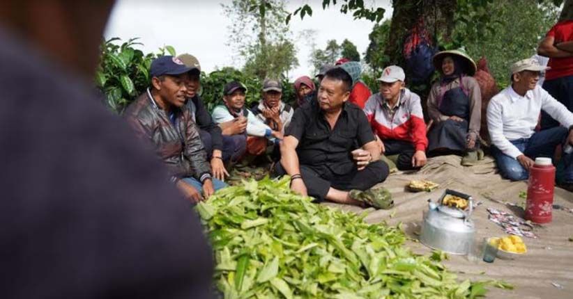 Kunjungi Perkebunan Teh, Kang Hasan Dicurhati Buruh soal Upah Rendah