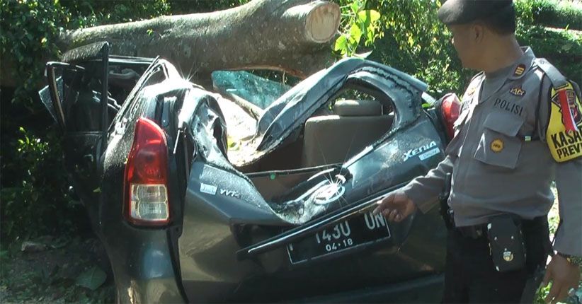 Diterjang Angin Kencang, Beringin Tua Tumbang dan Rusak Belasan Mobil