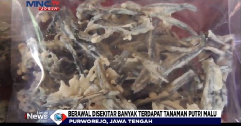 title Keripik Putri Malu, Penganan Unik yang Kaya Manfaat Keripik Putri Malu, Penganan Unik yang Kaya Manfaat