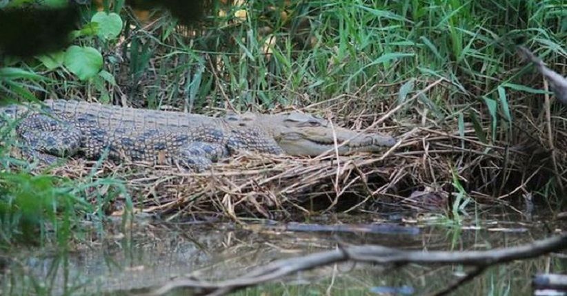 Serangan Buaya di Sungai Batang Gadis, Wanita Muda Tewas Mengenaskan