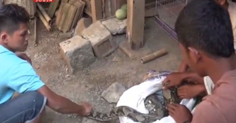 Sering Mangsa Ternak, Warga Sragen Tangkap Ular Sanca