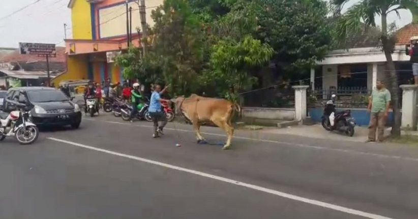 Mengamuk di Jalur Mudik dan Seruduk Pengendara, Sapi Ditembak Polisi