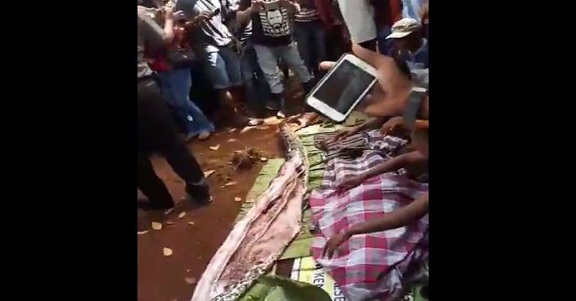 Heboh, Jasad Warga Ditemukan Masih Utuh di Perut Ular Piton
