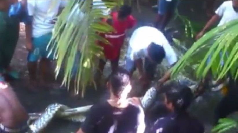 Usai Temukan Jasad Korban Dimangsa Ular, Warga Tangkap Piton Raksasa