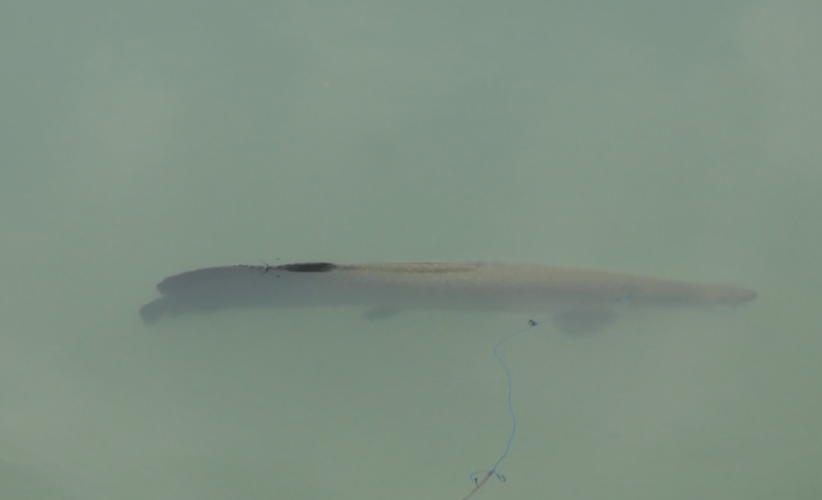 13 Ikan Arapaima di Sungai Brantas Tertangkap, Sisanya Berkeliaran