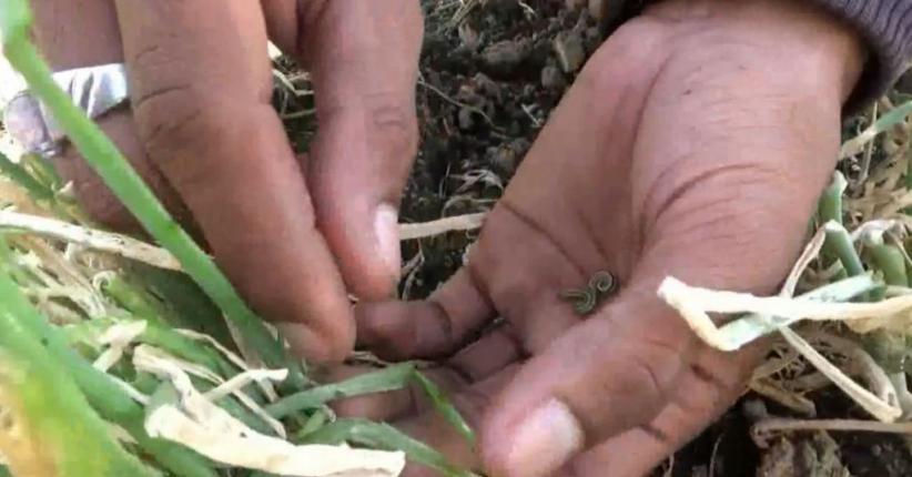 Hama Ulat Serang Puluhan Hektare Lahan Bawang Merah di Probolinggo