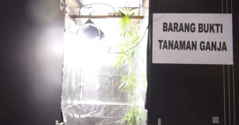 Tanam Ganja Dalam Lemari, Mahasiswa di Bandung Ditangkap Polisi