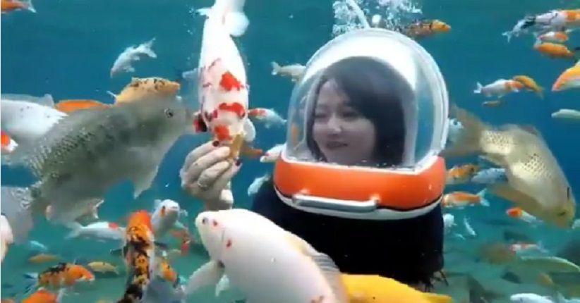 Berenang Dengan Ikan Di Umbul Ponggok Kolam Alami Mirip Akuarium