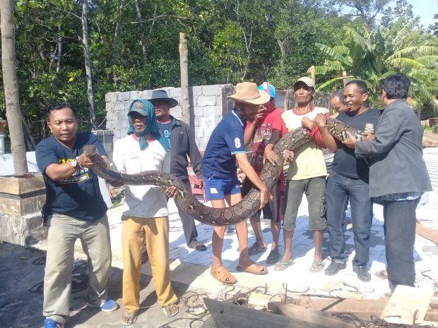 Keluar Sarang saat Kemarau, Ular Piton Gunung Bentar Ditangkap Warga