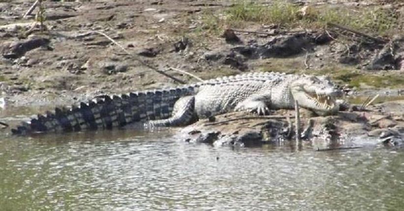 Bergulat dengan Buaya Liar, Petani Sawit di Riau Luka Parah di Kaki