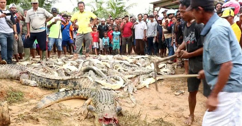 Sadis, Warga Sorong Ramai-ramai Bantai 292 Ekor Buaya di Penangkaran