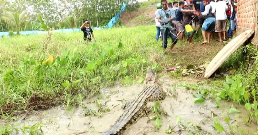 BKSDA Temukan Sarang Buaya yang Serang Warga di Sungai Agam