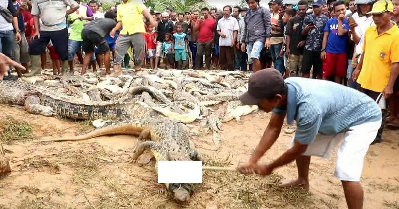 Pembantaian Ratusan Buaya di Sorong, Ini Hasil Penyelidikan Sementara