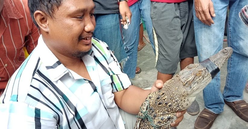 Buaya yang Hantui Warga di Bantaran Sungai Deli Berhasil Ditangkap