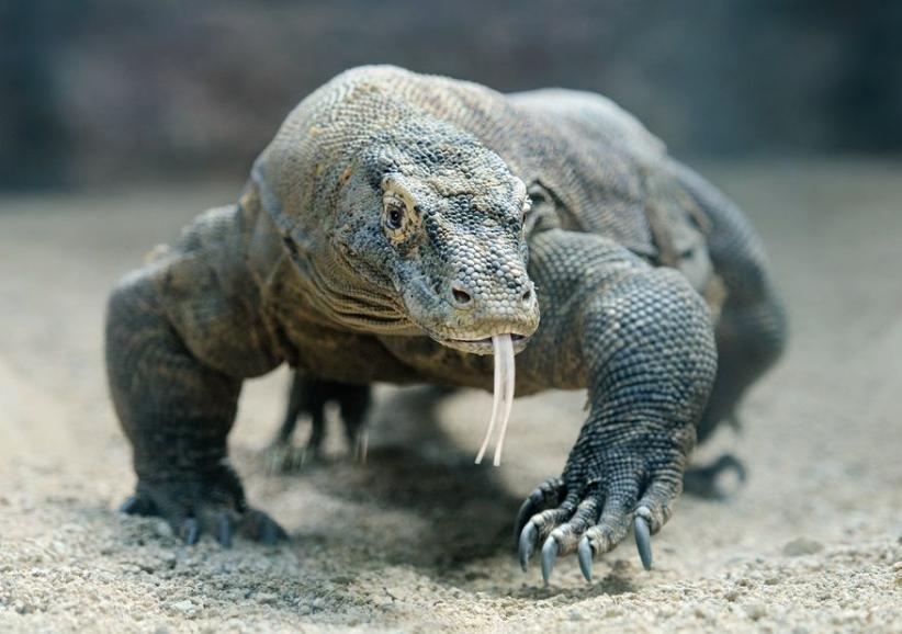 Duh! Status Komodo Berubah dari Rentan Jadi Terancam Punah