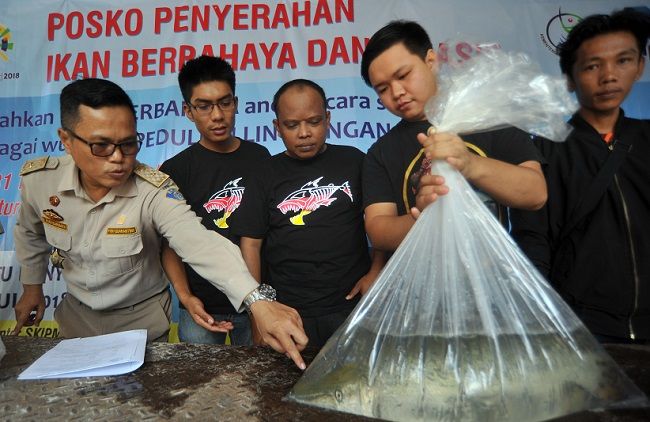 Buka Posko, Balai Karantina Padang Terima 17 Ikan Invasif