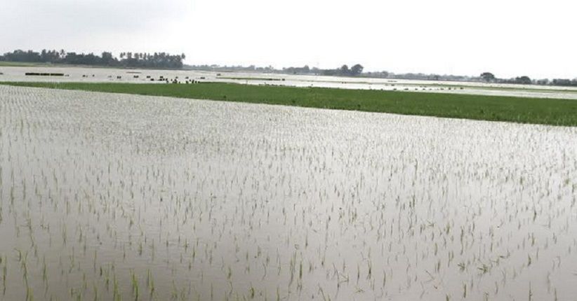 Sawah Terendam Banjir Diasuransikan, Mentan: Ini Sejarah Pertanian