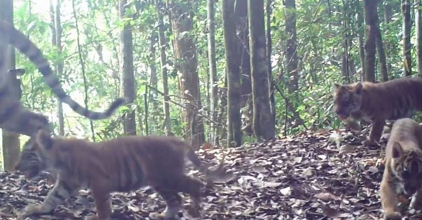 3 Ekor Anak Harimau Sumatera Terekam Kamera di Kawasan Konservasi Riau