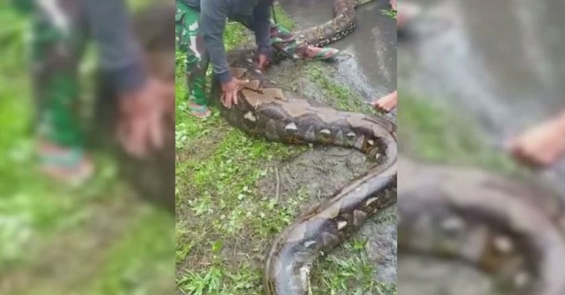 Nyaris Mangsa Seorang Kakek, Ular Piton 8 Meter Ditangkap Warga Maluku