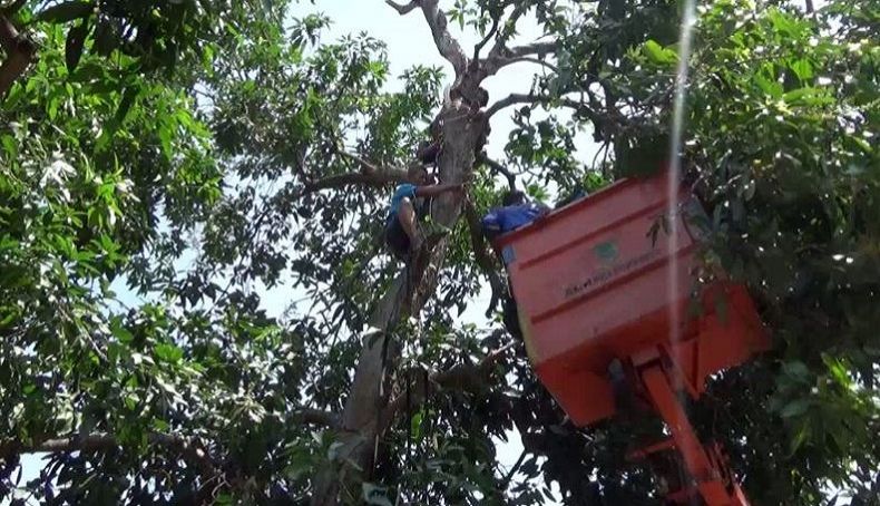 Naik Pohon Mangga, Pekerja Serabutan di Mojokerto Mendadak Pingsan