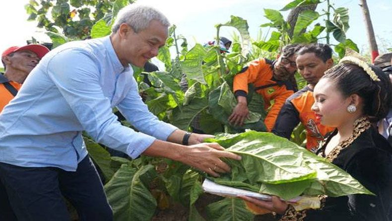 Panen Raya di Boyolali, Ganjar Minta Pemerintah Batasi Impor Tembakau