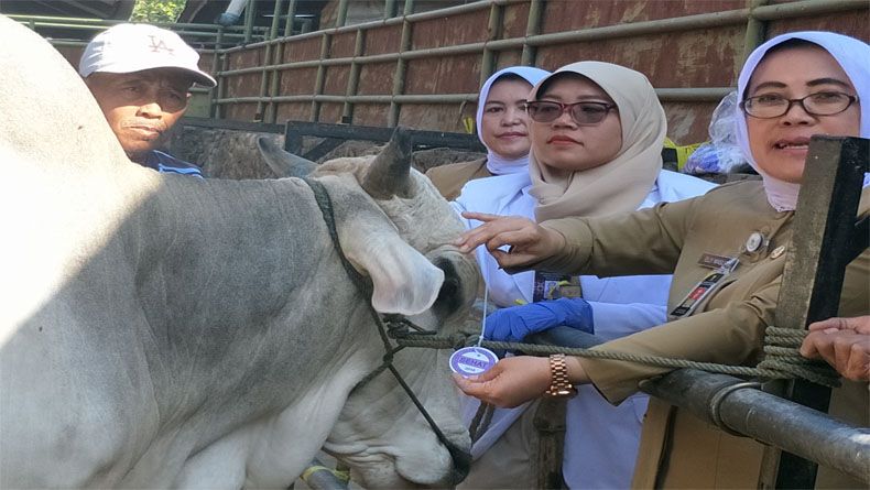 title 8 Daerah Endemis Antraks, Warga Diminta Lebih Teliti Beli Hewan Kurban 8 Daerah Endemis Antraks, Warga Diminta Lebih Teliti Beli Hewan Kurban