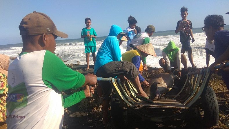 Ikan Lumba-Lumba Terdampar di Pantai Trisik Jadi Tontonan Warga