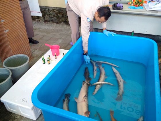 25 Ikan Berbahaya dan Invasif Dimusnahkan BKIPM Yogyakarta