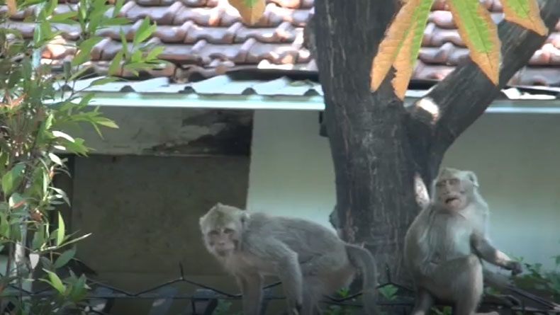 Warga Surabaya Diteror Sepasang Kera yang Lepas dari Kandang
