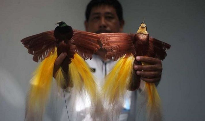 Polda Maluku Ungkap Jaringan Penjual Satwa Langka