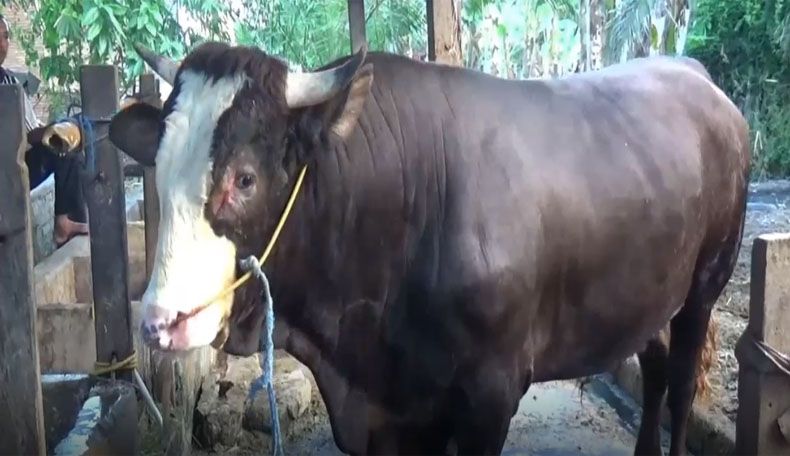 Sapi Kurban Berbobot 1 Ton dari Jokowi Disumbangkan ke Mempawah Kalbar