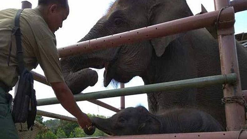 Lucunya 3 Gajah Sumatera yang Lahir di Penangkaran Konservasi Barumun