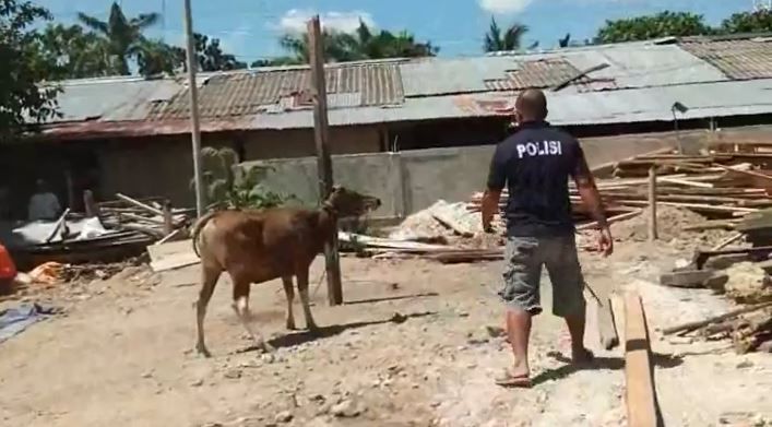 Kabur ke Laut, Sapi Kurban di Kolaka Dilumpuhkan dengan Timah Panas