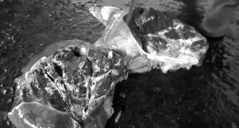 135 Hewan Kurban di Bantul Mengidap Cacing Hati