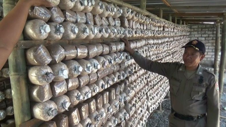 Pabrik Arak Berkedok Budidaya Jamur Tiram di Tuban Digerebek