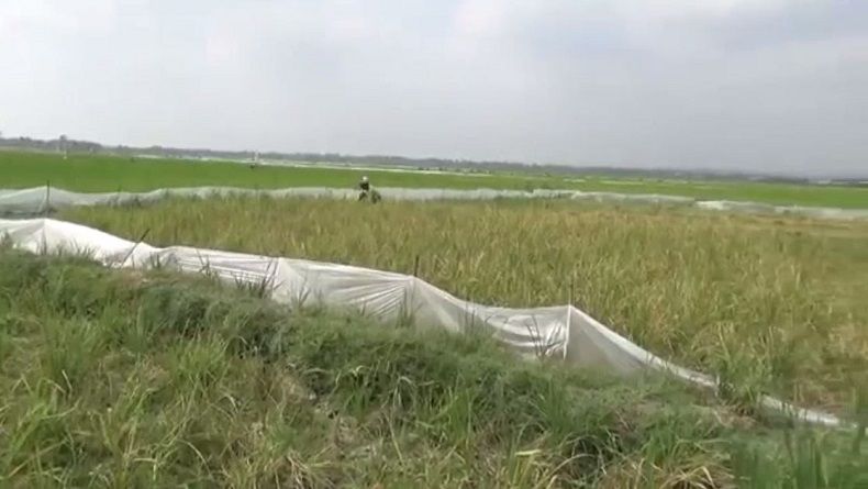 Kekeringan Landa 9 Kecamatan di Lamongan, 7.041 Ha Tanaman Padi Rusak
