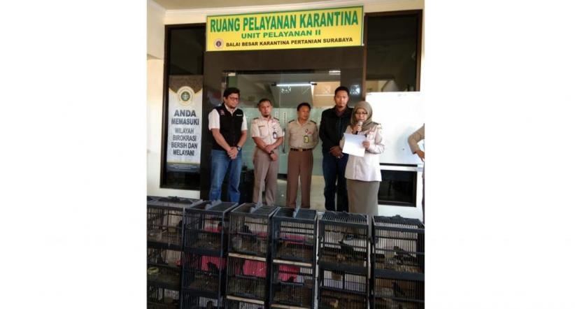 Karantina Hewan BBKP Surabaya Sita 154 Ekor Burung Ilegal Asal Kalteng