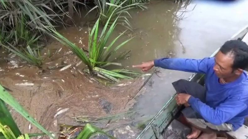 Ribuan Ikan Mati Mendadak, Diduga Sungai Tercemar Limbah Sawit