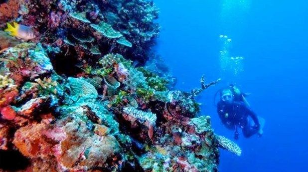 Menikmati Libur Tahun Baru di Bone Bolango, Pacu Adrenalin Berenang Bersama Hiu Paus