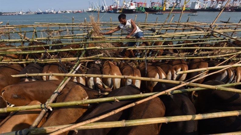 Kapal Wahyu Ilahi Terbakar, Ratusan Hewan Ternak Mati Terpanggang