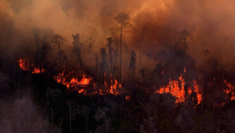 Hutan dan Lahan di Rohil 3 Hari Ini Terbakar, Tim BPBD Berjibaku Padamkan Api
