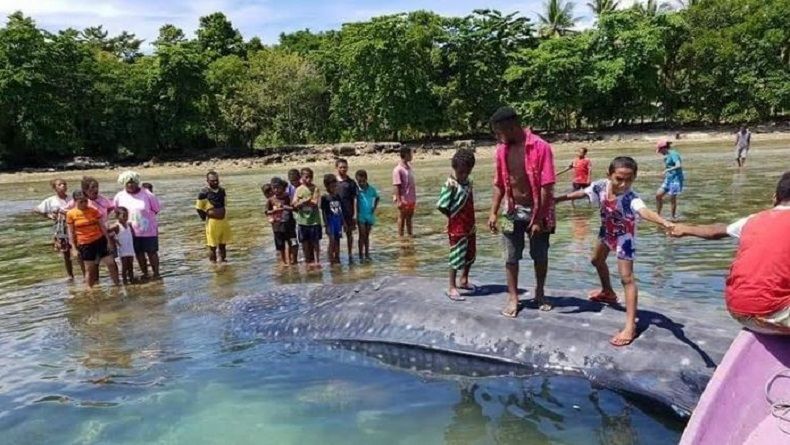 Bangkai Paus Terdampar di Pantai Mansinam Hebohkan Warga Manokwari