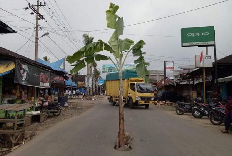 Protes Jalan Rusak, Warga Mandailing Natal Tanam Pohon di Tengah Jalan