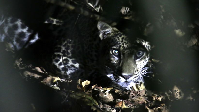 Terancam Punah, Macan Tutul Jawa Muncul di Taman Nasional Baluran - Bagian 3