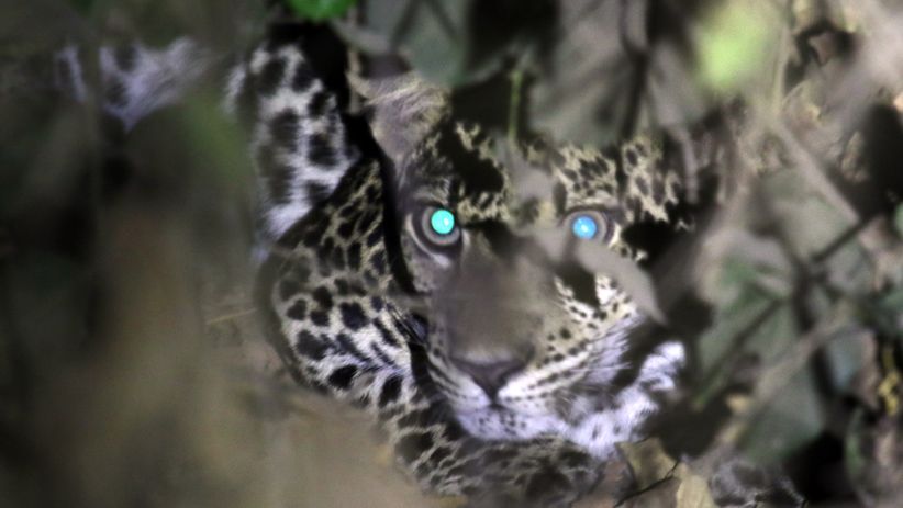 Terancam Punah, Macan Tutul Jawa Muncul di Taman Nasional Baluran - Bagian 2