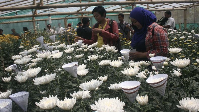 title UGM Latih Petani Manfaatkan Urine Kambing untuk Pupuk Bunga Krisan UGM Latih Petani Manfaatkan Urine Kambing untuk Pupuk Bunga Krisan